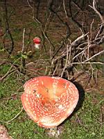 Amanite tue-mouches - Amanita muscaria (04)